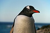 Pinguins das Ilhas Falkland 69.jpg