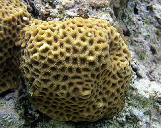 <i>Favites abdita</i> Species of coral