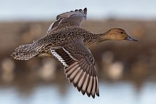 pintail flying