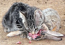 Feral-kitten-eating-adult-cottontail-rabbit.jpg