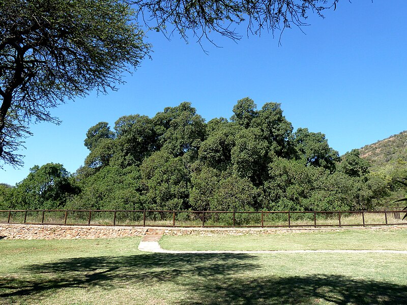 File:Ficus salicifolia - Die Wonderboom, b, Wonderboom Natuurreservaat.jpg