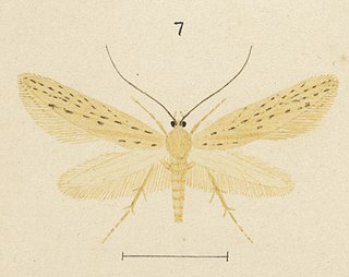 <i>Glyphipterix ataracta</i> Species of moth