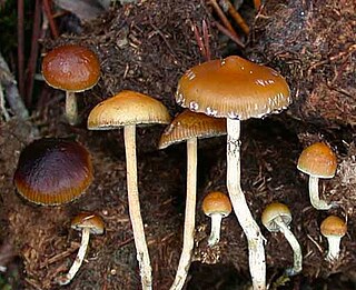 <i>Psilocybe fimetaria</i> Species of fungus