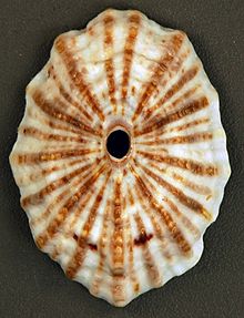 Fissurella barbadensis (Barbados keyhole limpet) (Сан-Сальвадор аралы, Багам аралдары) 1 (16190039292) .jpg