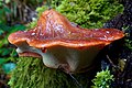 Fistulina hepatica