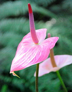 Flamingo Flower.JPG