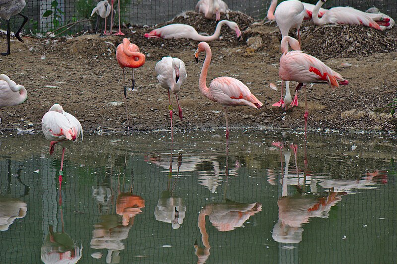 File:Flamingos, Parc Zoologique de Paris, 13 July 2015.jpg