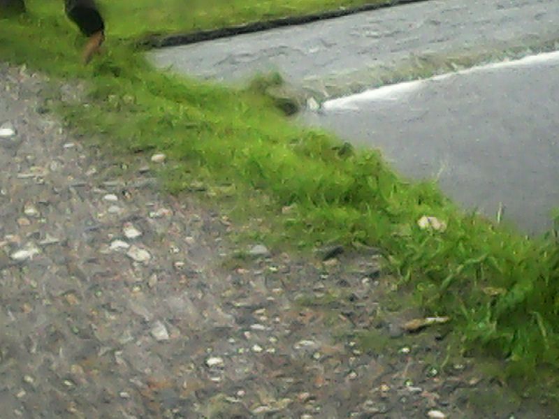 File:Flood in nepal (terai region at rainy season) (19).jpg