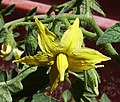 Pomidor (Solanum lycopersicum)