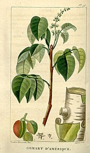 Thumbnail for File:Flore médicale des Antilles, ou, Traité des plantes usuelles (Pl. 97) (8203061558).jpg