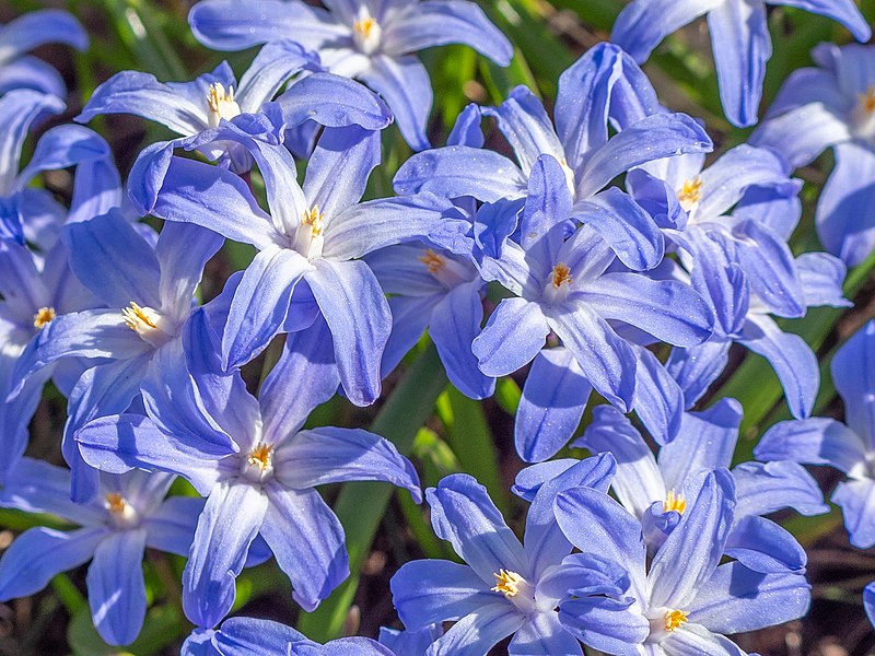 Scilla luciliae - Wikipedia