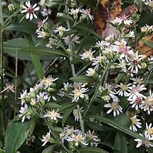 S. lateriflorum plant showing a zigzag growing pattern Flowering calico aster.jpg