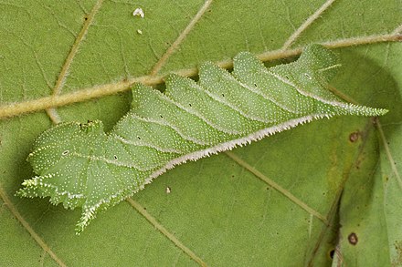 Cryptic countershaded caterpillar of a hawkmoth, Ceratomia amyntor