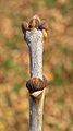 Zimní pupeny jasanu amerického (Fraxinus americana)