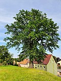 Mutzschen, Eiche am Schießplan