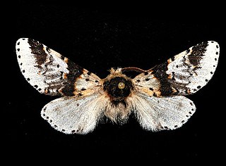 <i>Furcula scolopendrina</i> species of moth