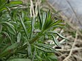 Thumbnail for File:Galium aparine (Rubiaceae) - (vegetative), Elst (Gld), the Netherlands.jpg