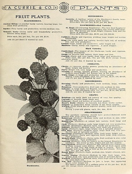 File:Garden and farm seeds (16371884472).jpg