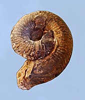 Fossilized shell of the Middle-Late Devonian nautiloid cephalopod Trochoceras Gasteropods - Ammonites - Trochoceras regale.JPG