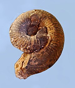 Gasteropods - Ammonites - Trochoceras regale.JPG