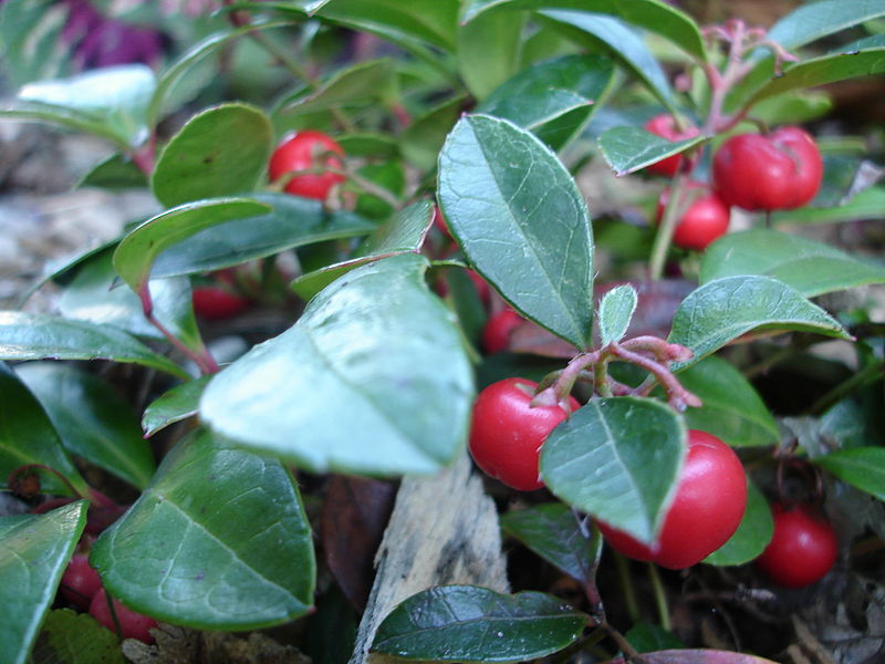 ファイル:Gaultheria procumbens.JPG