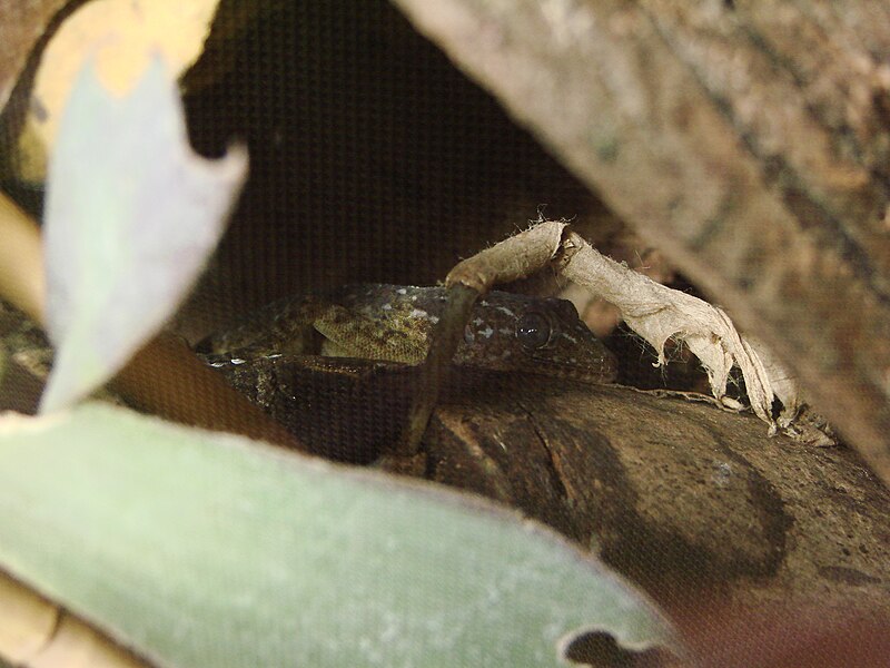 File:Gekko petricolus (Wroclaw zoo).JPG