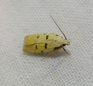 <i>Stibaromacha ratella</i> Species of moth