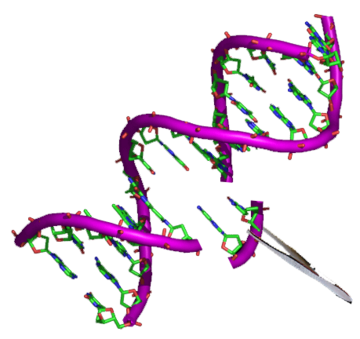 Genetically modified organism