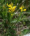 Flügel-Ginster (Genista sagittalis)