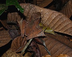 Gephyromantis luteus, Nosy Mangabe, Madagascar (4027540414).jpg
