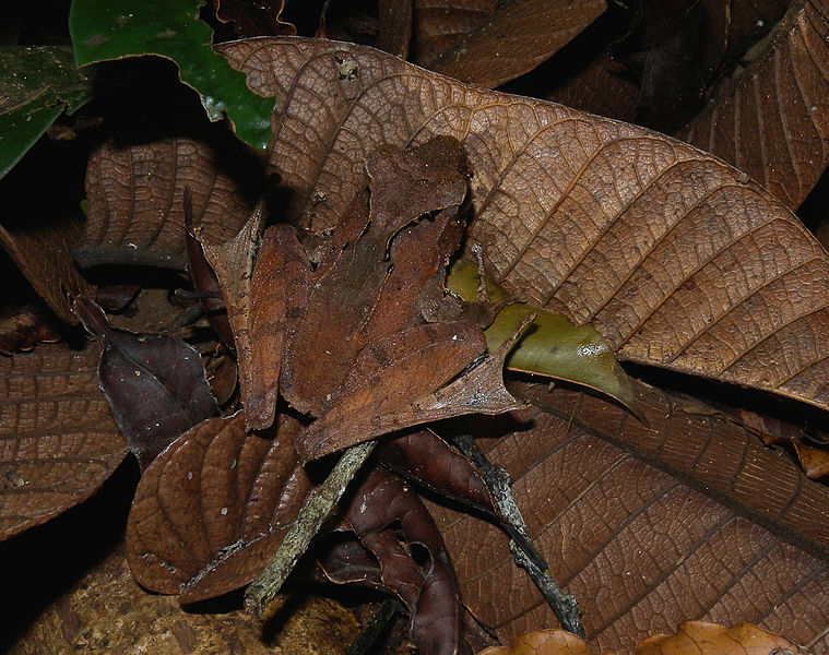 File:Gephyromantis luteus, Nosy Mangabe, Madagascar (4027540414).jpg