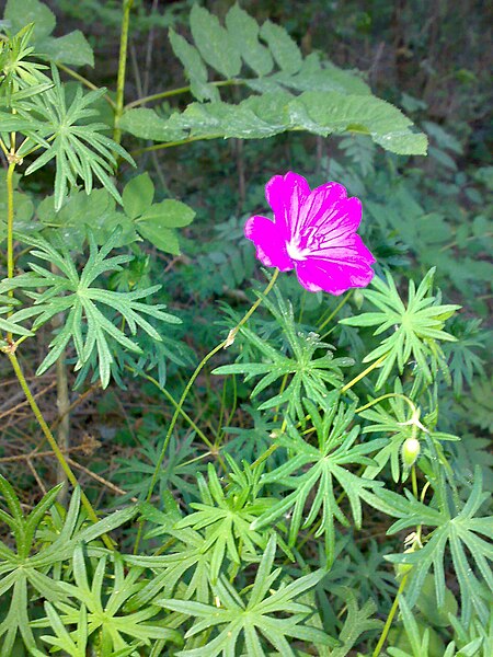 File:Geranium sanguineum 01.jpg