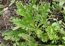 Leaves of G. triflorum showing distinct rosette Geum triflorum kz1.jpg