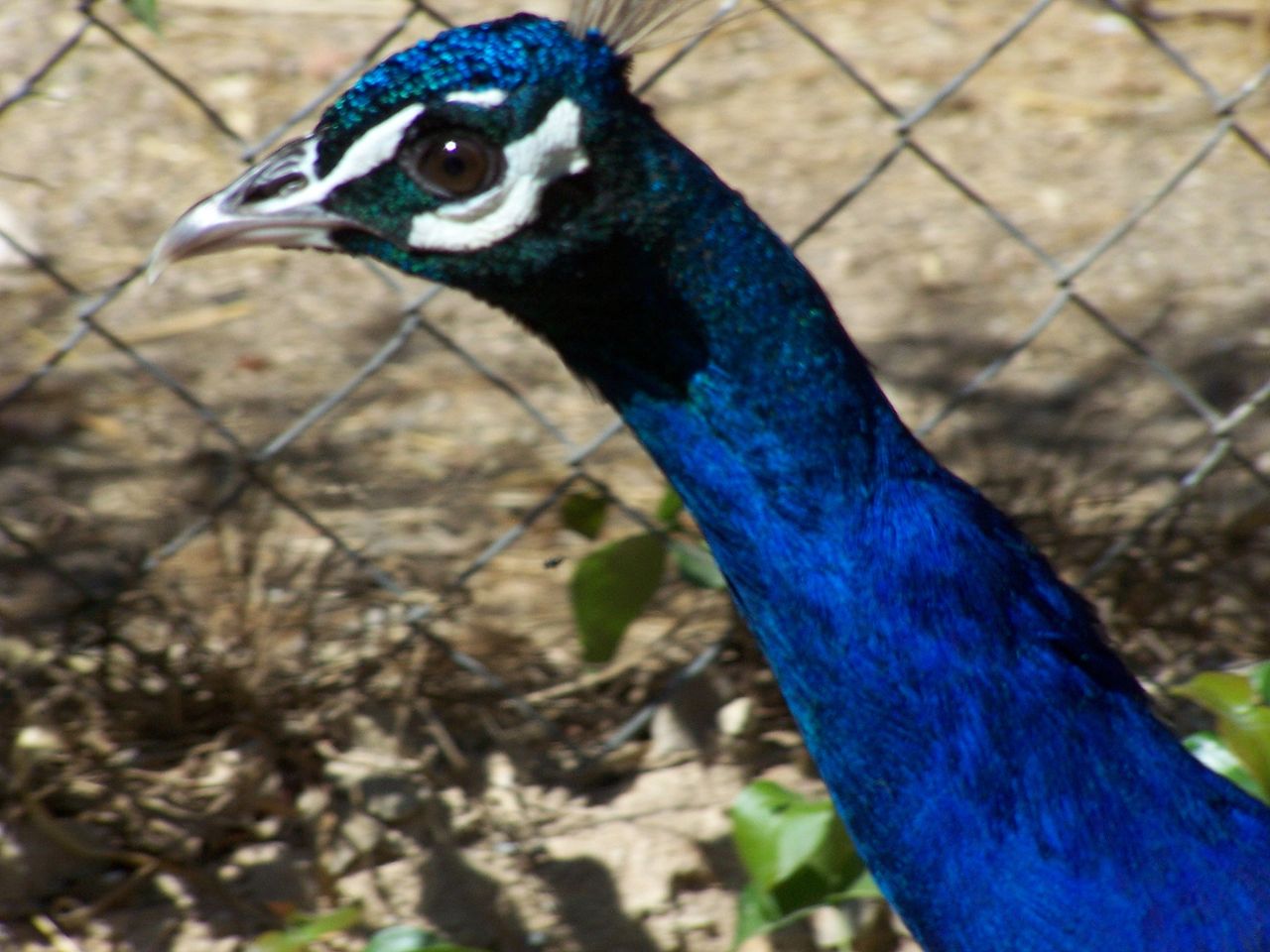 File:Ghi, pettingzoo (torso of escaped peacock - not school pecock