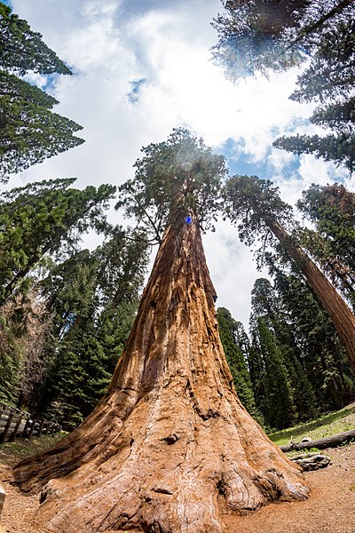 File:Giant sequoia trees - SEKI National Park (27432113422).jpg