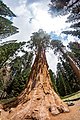 Giant sequoia trees - SEKI National Park (27432113422).jpg