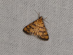 Glycythyma thymedes (49573741472).jpg