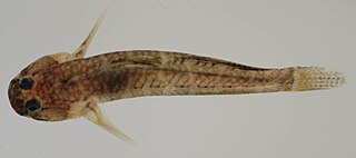 <i>Gobiosoma ginsburgi</i> Species of fish