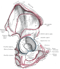 Image showing the outer surface of the ilium, showing the inferior gluteal line.