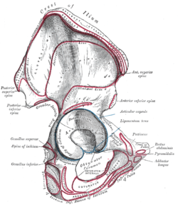 Pelvic cavity - Wikipedia