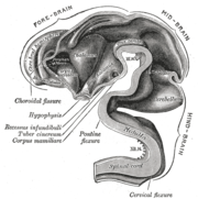 Cerebro Humano: Anatomía, Embriología, Fuentes de información