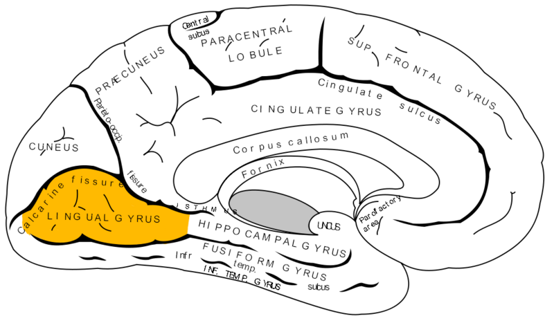 File:Gray727 lingual gyrus.png