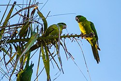 Green parakeet (32919639918).jpg