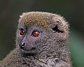Grey bamboo lemur (Hapalemur griseus griseus) head.jpg