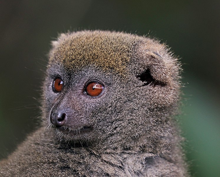 File:Grey bamboo lemur (Hapalemur griseus griseus) head.jpg