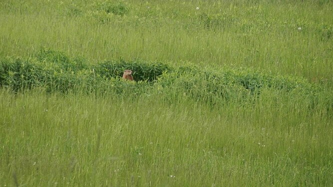 Groundhog (Marmota monax)