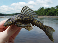 Guyanancistus longispinis possesses a long pectoral-fin spine and roundish yellow spots that differentiate it from G. nassauensis. Guyanancistrus longispinis.png
