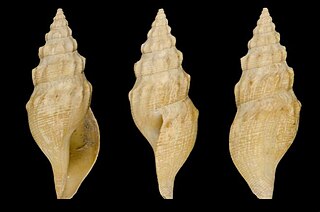 <i>Gymnobela filifera</i> Species of gastropod