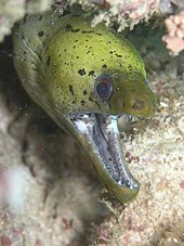 Moray eel Gymnothorax fimbriatus.JPG