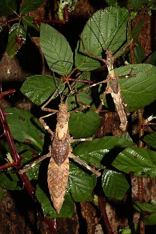 <i>Haaniella</i> Genus of stick insects